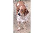 Adopt Spiderman a Red/Golden/Orange/Chestnut - with White Basset Hound / Beagle