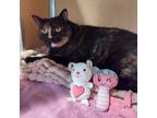 Adopt Barbie a All Black Domestic Shorthair / Mixed cat in Chesapeake