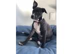 Adopt Matilda's Paris a American Pit Bull Terrier / Mixed dog in Rockaway