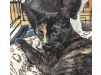 Adopt Cinnamon a Tortoiseshell American Shorthair (short coat) cat in Lafayette
