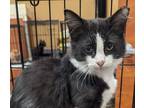 Adopt Basil a Black & White or Tuxedo American Shorthair (medium coat) cat in