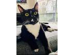 Adopt ZOEY - Offered by Owner a Black & White or Tuxedo Domestic Shorthair /