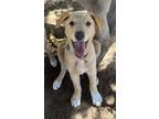 Adopt Leo a Tan/Yellow/Fawn - with White Labrador Retriever / Shepherd (Unknown