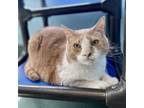 Adopt Lucky a Orange or Red Domestic Shorthair / Mixed cat in New Fairfield