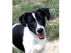 Adopt Weston a Black - with White Border Collie / Terrier (Unknown Type