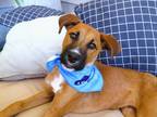 Adopt Champ a Hound (Unknown Type) / Mixed dog in Darlington, SC (38774604)