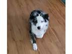 Adopt Cissy Lynn a Merle Australian Shepherd / Mixed dog in Spring Hill