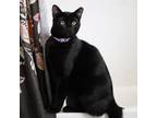 Adopt Onyx a All Black Domestic Shorthair (short coat) cat in Palo Alto