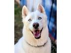 Adopt Miso a White Siberian Husky / Mixed dog in Dana Point, CA (38771630)