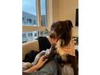 Adopt Arwen a Brown/Chocolate Border Collie / Mixed dog in Dana Point