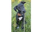 Adopt Fava Lonestar a Black Labrador Retriever / Mixed dog in Rockaway