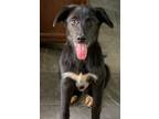 Adopt Braska Lonestar a Black - with White Flat-Coated Retriever / Mixed dog in