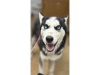 Adopt Kai a Husky, Mixed Breed