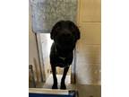 Adopt Onyx a Retriever, Mixed Breed