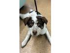 Adopt Maddox a Cattle Dog, Mixed Breed