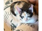 Adopt Birdie a Calico or Dilute Calico Calico / Mixed (short coat) cat in