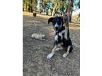 Adopt 23-06 Tucker a Great Dane / Carolina Dog / Mixed dog in St Helens