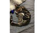 Adopt Bianca URGENT a Domestic Shorthair / Mixed (short coat) cat in Scottsboro