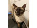 Adopt Sasha a Siamese / Mixed (short coat) cat in Scottsboro, AL (38873783)