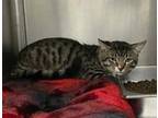 Adopt Tadpole a Domestic Short Hair