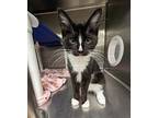 Adopt Tupac Shapurr a Domestic Short Hair