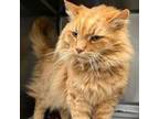 Adopt Mufasa a Domestic Long Hair