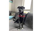 Adopt Dexter a Labrador Retriever