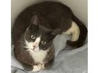 Adopt Ava T a Domestic Shorthair / Mixed cat in Battle Ground, WA (38761430)