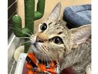 Adopt Miss Biscuits a Brown Tabby Domestic Shorthair (short coat) cat in