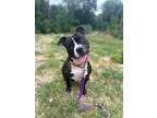 Adopt Ma'Lachi a American Staffordshire Terrier / Mixed dog in Hyde Park