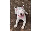 Adopt Ghost a White American Staffordshire Terrier / Mixed dog in Washington