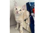 Adopt Parmesan a Orange or Red Domestic Shorthair / Mixed (short coat) cat in