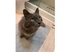 Adopt Cole a Gray or Blue Domestic Longhair / Mixed (long coat) cat in Brea