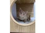 Adopt Cheddar a Orange or Red Domestic Shorthair / Mixed (short coat) cat in
