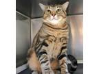 Adopt Fiddlesticks a Brown Tabby Domestic Shorthair (short coat) cat in Forked