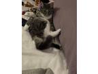 Adopt Groot (with Rocket) a Gray, Blue or Silver Tabby Domestic Shorthair /