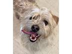 Adopt Bob Borker a Terrier, Mixed Breed