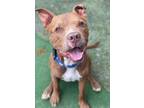 Adopt Dodger Dog a Brown/Chocolate - with White Pit Bull Terrier / Mixed dog in