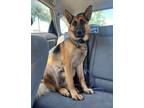 Adopt Anubis (German Shep) a Black - with Tan, Yellow or Fawn German Shepherd