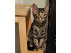 Adopt Dixon a Gray, Blue or Silver Tabby Domestic Shorthair / Mixed (short coat)