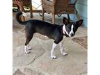 Adopt Moonpie (NC) a Brown/Chocolate - with White Rat Terrier / Mixed dog in