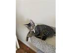 Adopt Comino a Brown Tabby Domestic Shorthair / Mixed (short coat) cat in