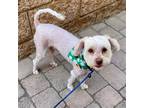 Adopt Dakota a White Toy Poodle / Cockapoo / Mixed dog in Irvine, CA (38792589)