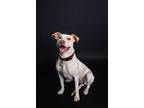 Adopt DANICA a Labrador Retriever / Terrier (Unknown Type