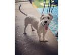 Adopt Asher a Poodle (Standard) / Mixed Breed (Medium) / Mixed dog in Johnston
