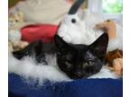 Adopt Tonka Bean a All Black Domestic Shorthair / Mixed (short coat) cat in