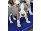 Adopt Gabe a Hound (Unknown Type) / Beagle / Mixed dog in WAYNESVILLE
