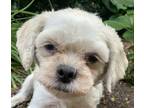 Adopt All Inn Amber a Tricolor (Tan/Brown & Black & White) Shih Tzu / Mixed dog