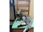 Adopt Ziggy a Spotted Tabby/Leopard Spotted Domestic Shorthair (short coat) cat