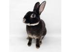 Adopt Goblin a Rex, Bunny Rabbit